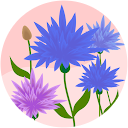 Carmen Sapienza profile picture